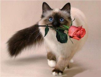 Чистякова Римма Алексеевна