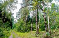 Коттеджный посёлок "Лесные дали", коттеджные посёлки в Калитино на AFY.ru - Фото 4