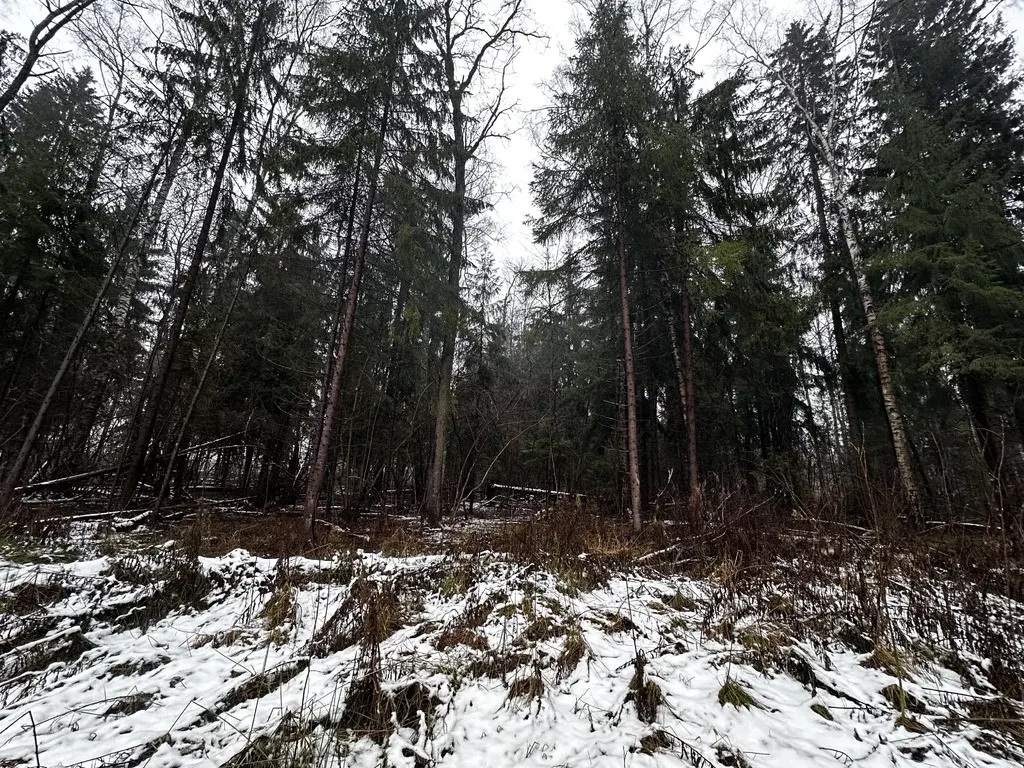 Земельный участок 15 соток в Московская обл., пос. Некрасовский - Фото 8