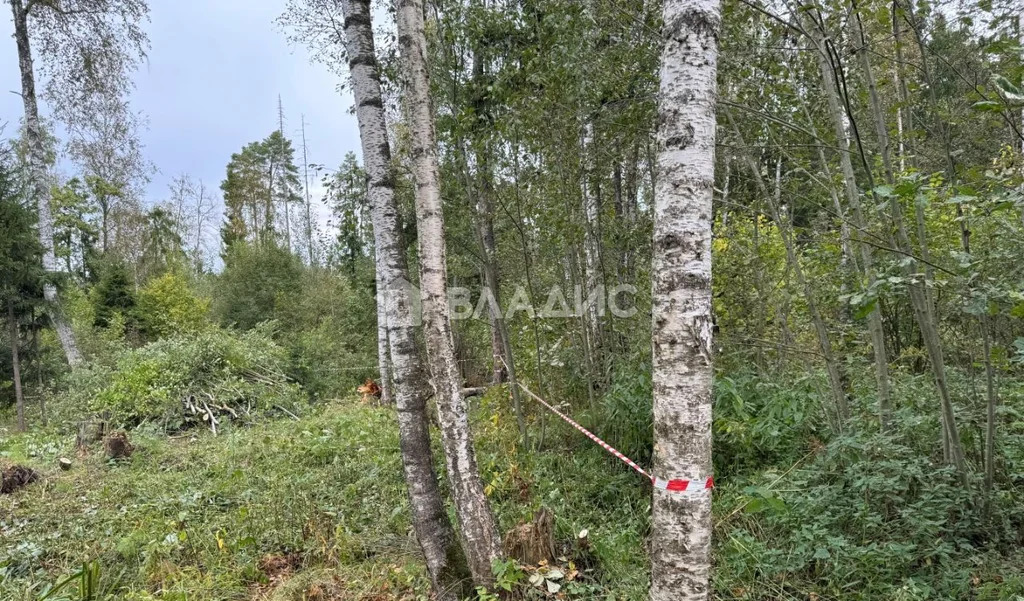 городской округ Солнечногорск, село Алабушево, микрорайон Дедёшино, ... - Фото 4