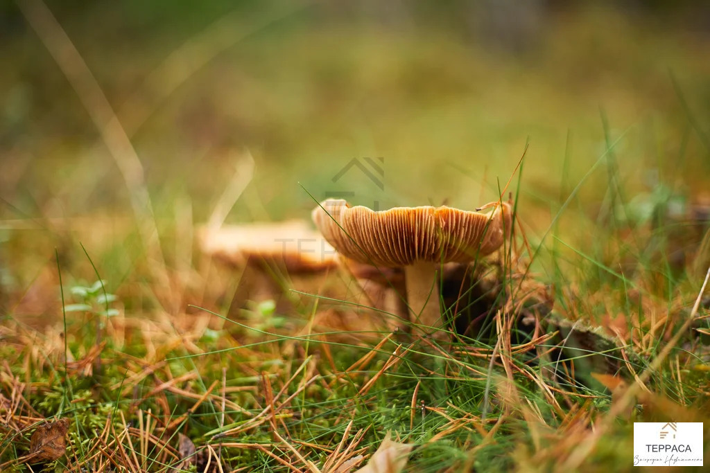 Продажа дома, Борисово, Бокситогорский район - Фото 16