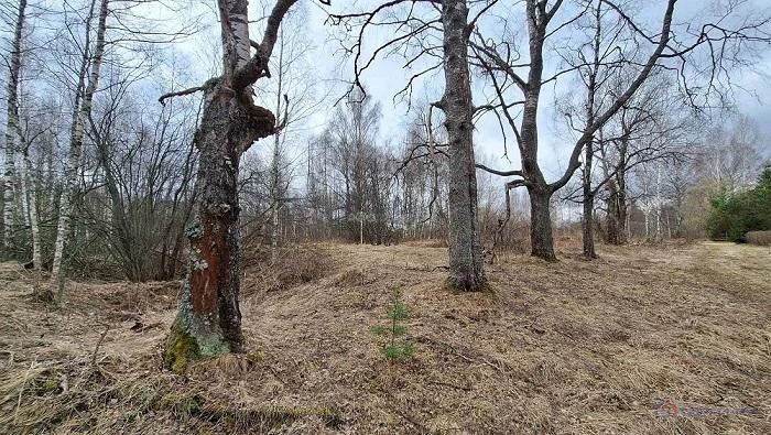 Продажа земельного участка, Давыдково, Зубцовский район - Фото 3