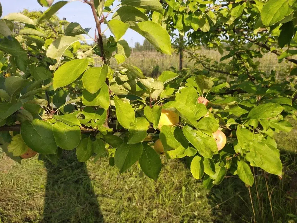 Участок 60 сот. (ИЖС),Золотово - Фото 2