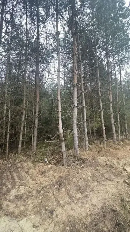 Лесные участки в Истринском районе! - Фото 12