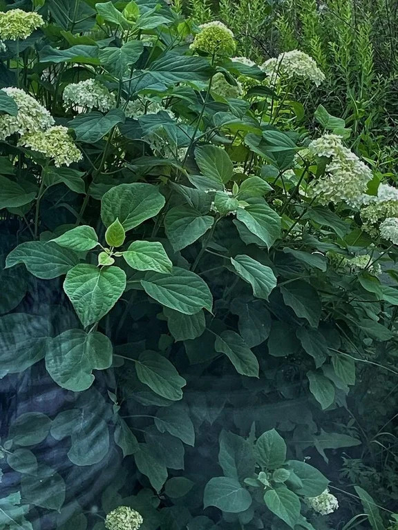 Продажа дома, Новопичугово, Ордынский район, ул. Школьная - Фото 19