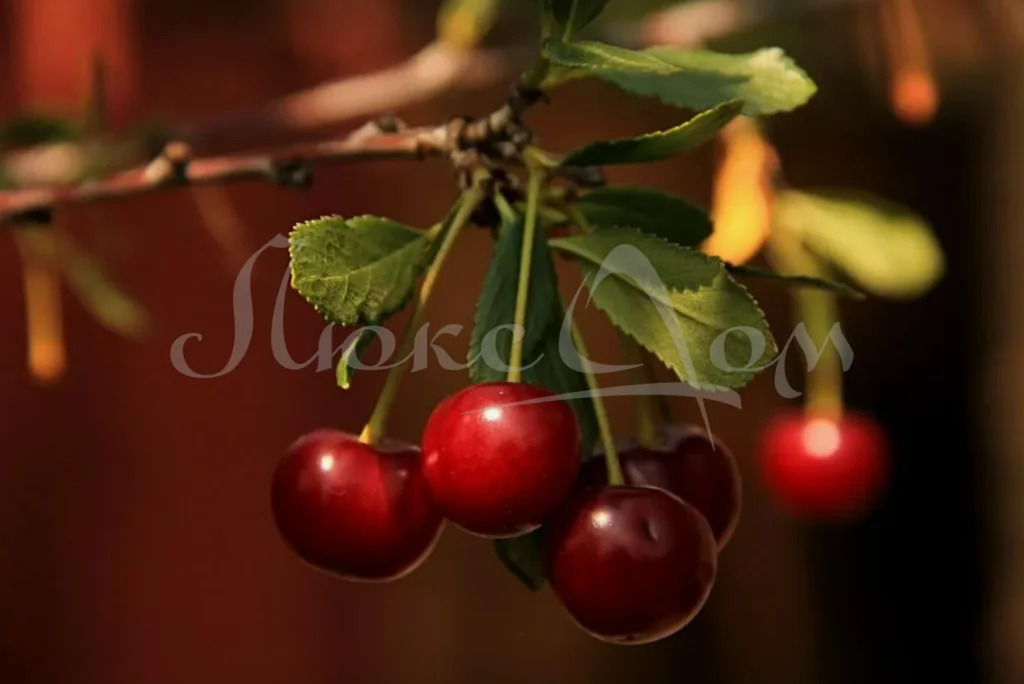 Продажа квартиры, м. Ломоносовский проспект, ул. Мосфильмовская - Фото 1