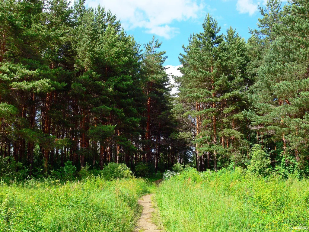 Оханский городской округ, Оханск, улица Ленина, земля на продажу - Фото 2