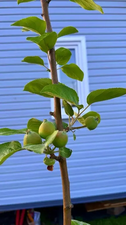 Дом в ДНП Бисеровка - Фото 27