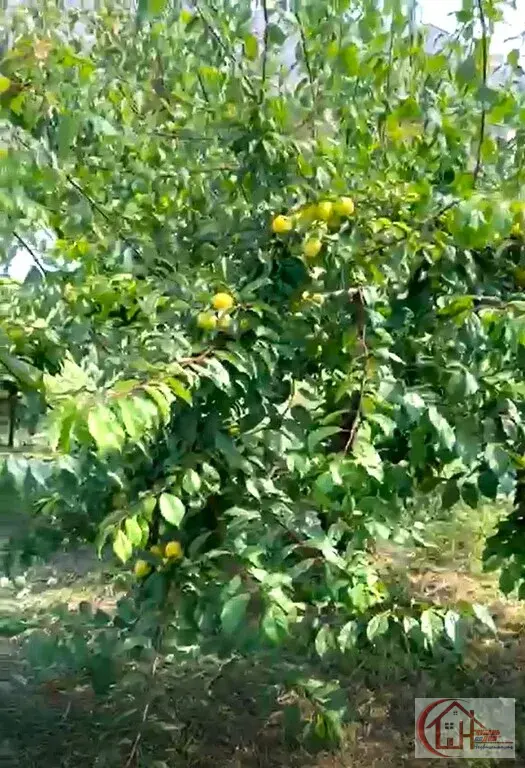 Участок-6 сот. пос. Знаменский, г. Краснодар - Фото 29