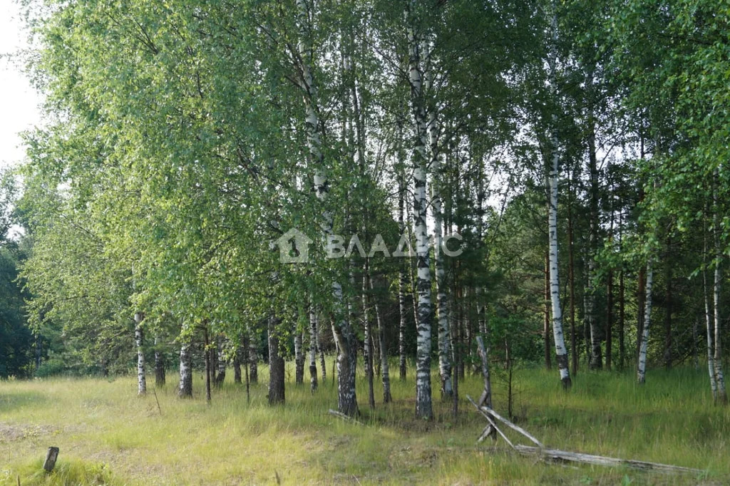 Судогодский район, деревня Ильино,  земля на продажу - Фото 6