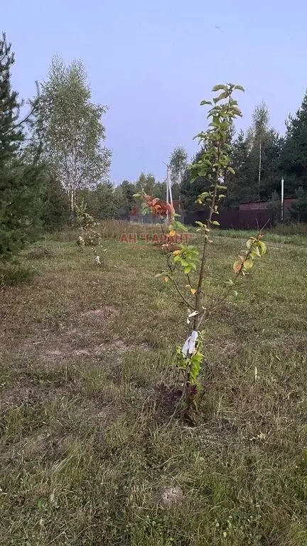 Зем.уч-ок 12 сот. в ДПК Крутец-2 Александровский р-н Владимирская обл. - Фото 21