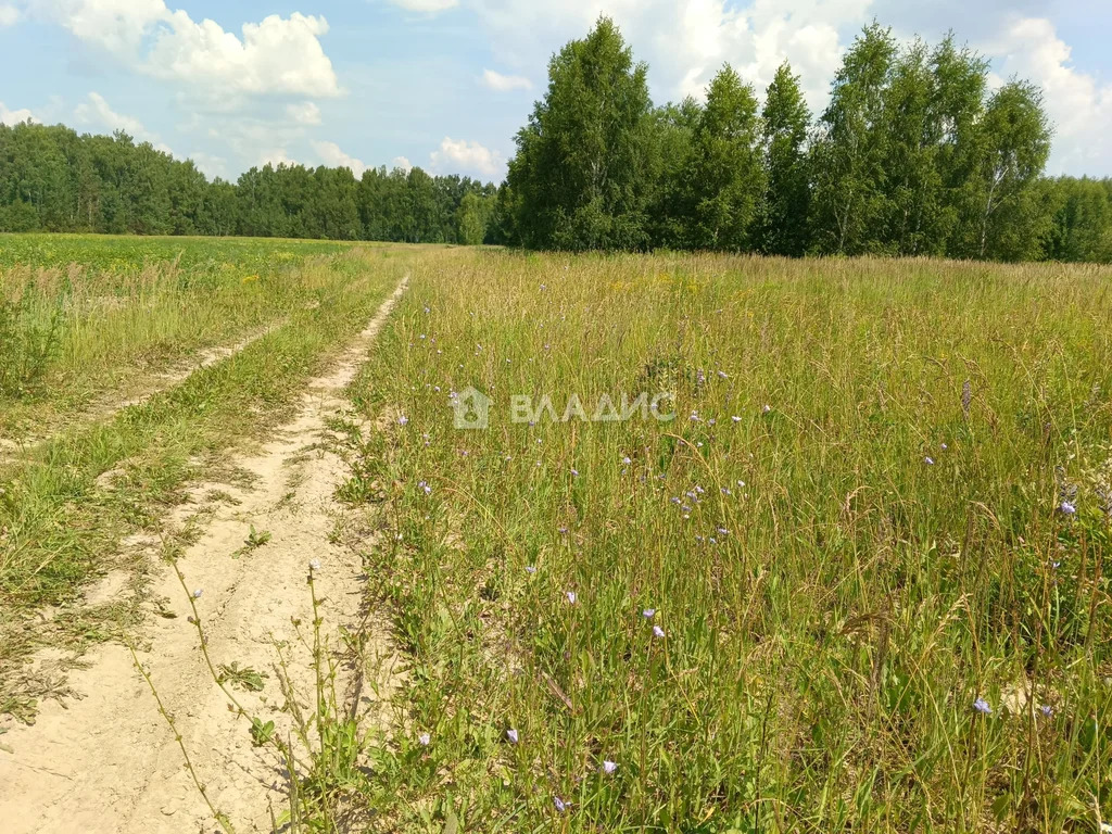 Камешковский район, село Палашкино,  земля на продажу - Фото 2