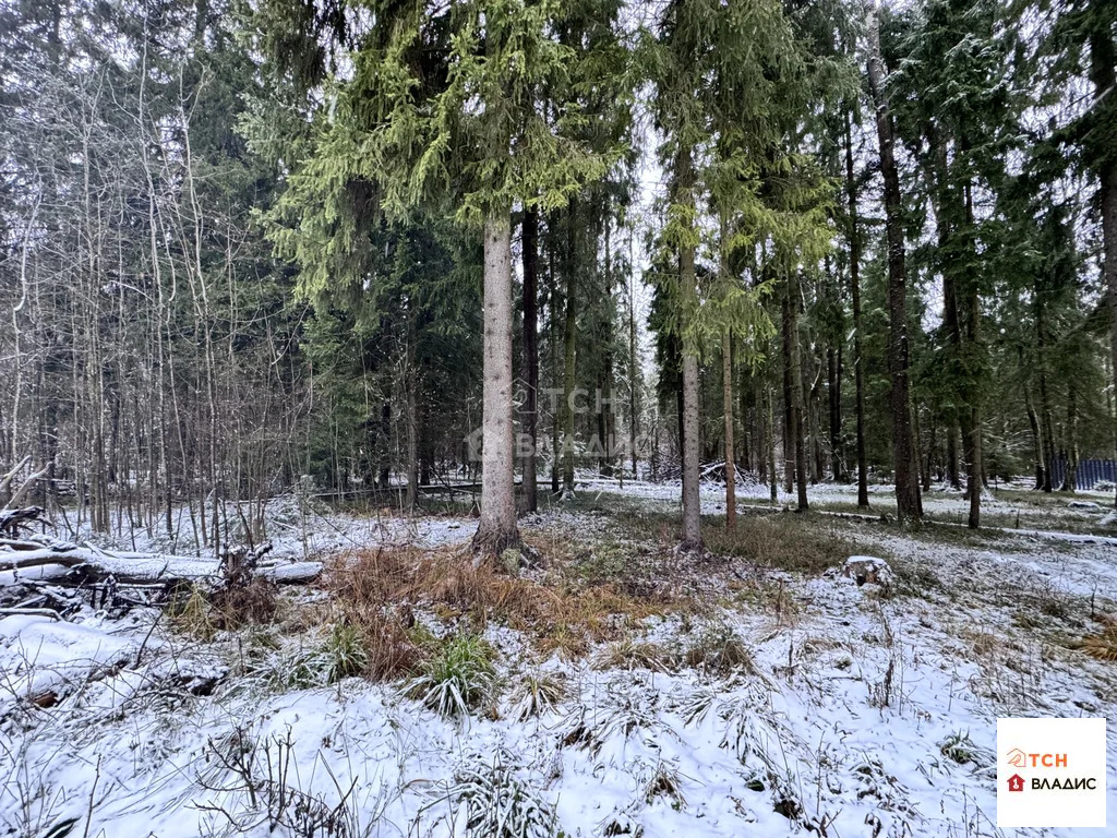 Продажа участка, Могильцы, Лотошинский район - Фото 8