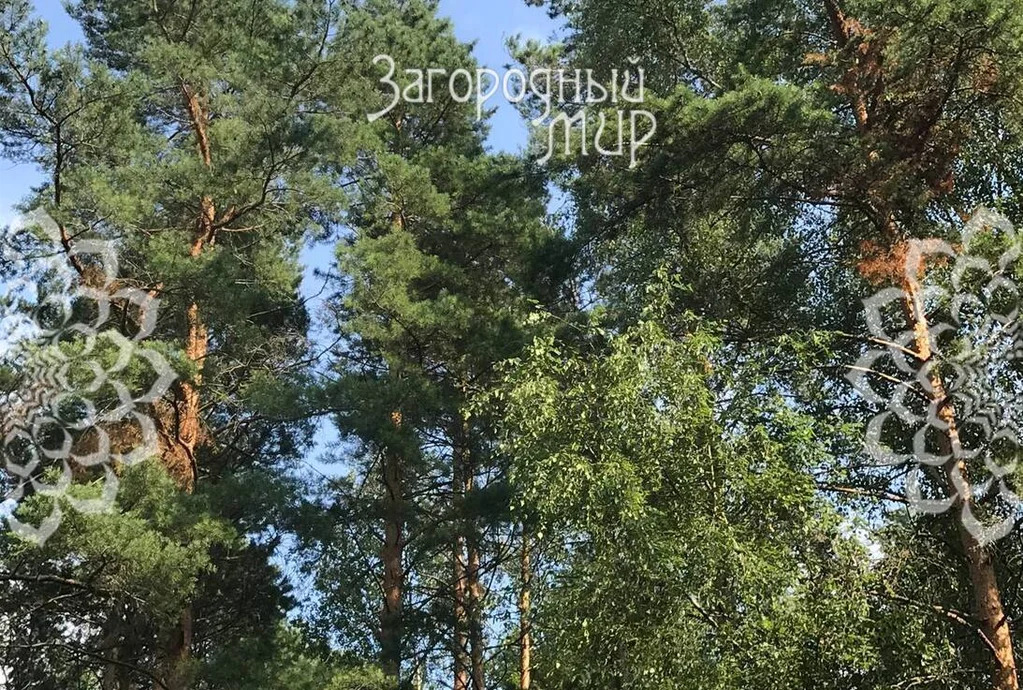 Продам участок, Новорижское шоссе, 25 км от МКАД - Фото 5