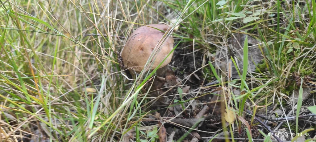 Участок 23 сотки для арендного бизнеса или личного коттеджа. - Фото 5