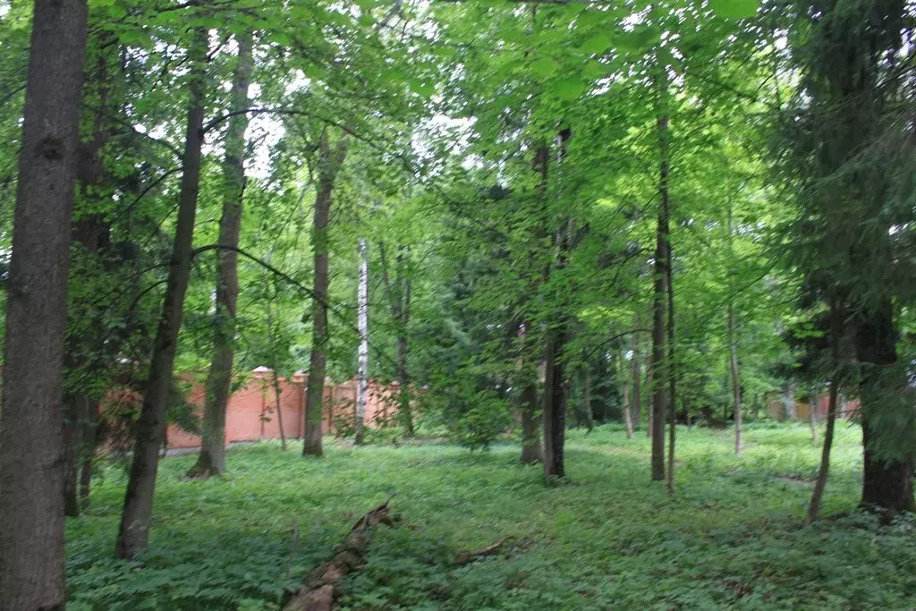 Участок лесной в стародачном посёлке ран Новодарьино на Рублевке - Фото 1