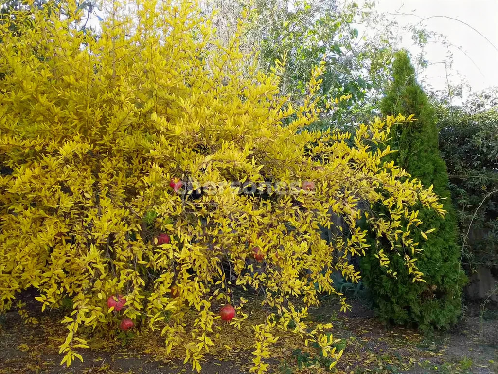 Продажа дома, Севастополь, ул. Мечникова - Фото 20