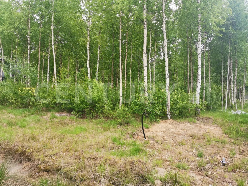 Купить Участок В Белоострове Недорого
