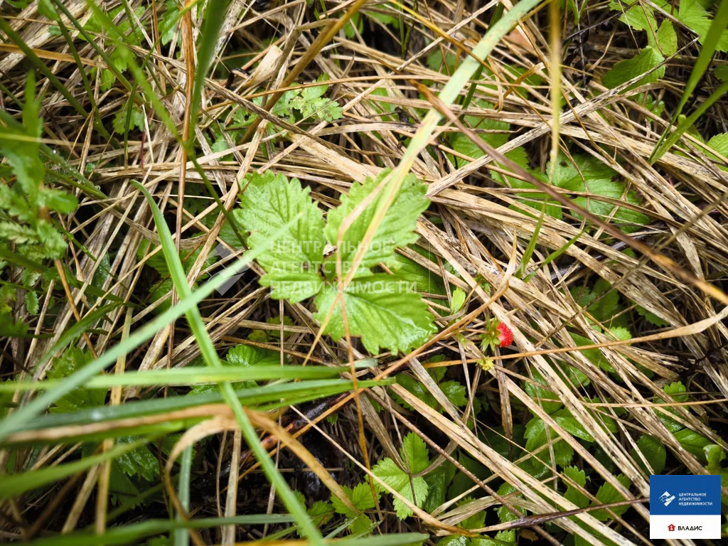 Продажа участка, Фролово, Клепиковский район - Фото 10