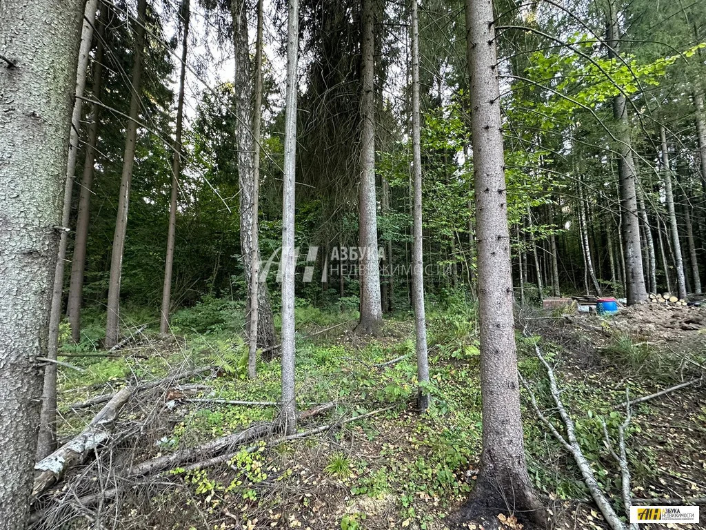 Продажа участка, Жилино, Богородский г. о. - Фото 4