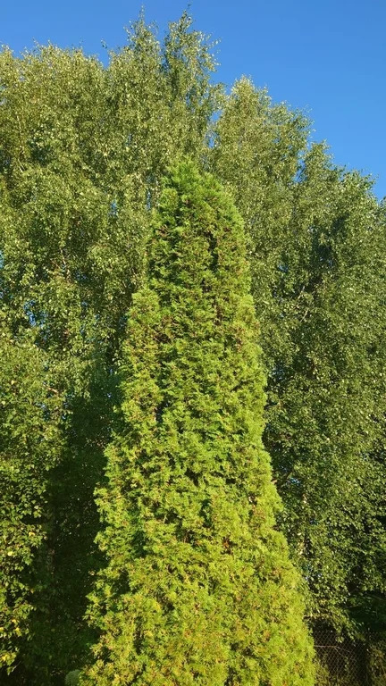 Продажа дома, Чухолово, Шаховской район - Фото 10