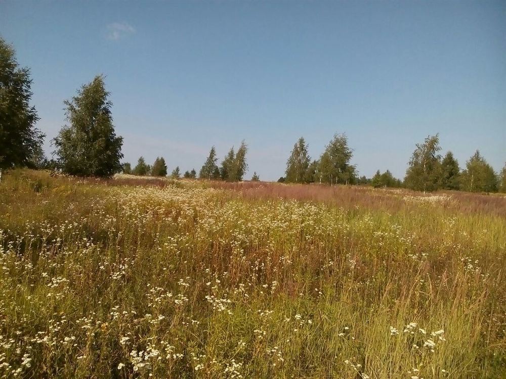 Скреблово луга на сегодня расписание. Скреблово Луга. Фотографии Скребловского сельского поселения.