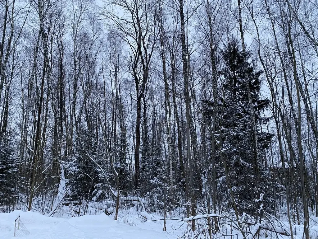 Лесной Участок, 25 соток, кп Финская Деревня, г. Чехов, свет оплачен - Фото 9