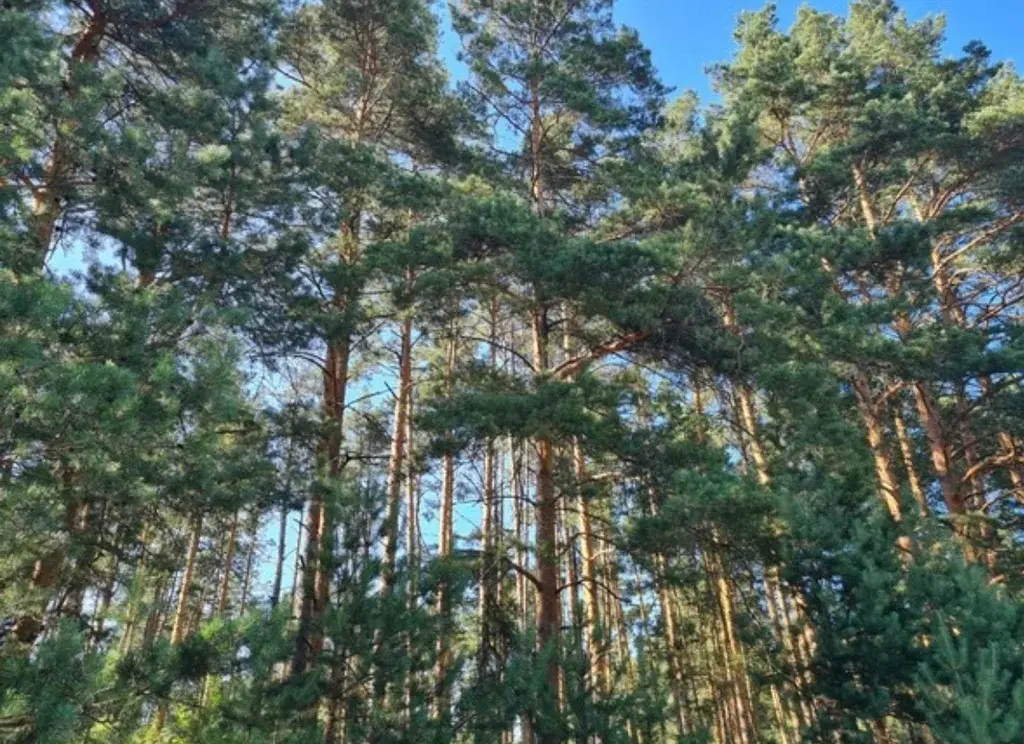Продаю лесной участок около Храма в п. Горка - Фото 11
