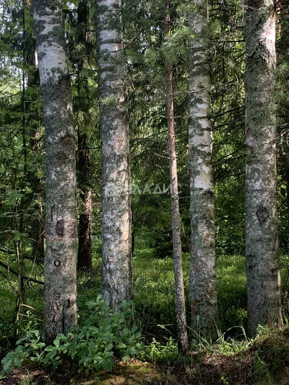 Тосненский район, деревня Ивановское, улица Тойлуг,  дом на продажу - Фото 20