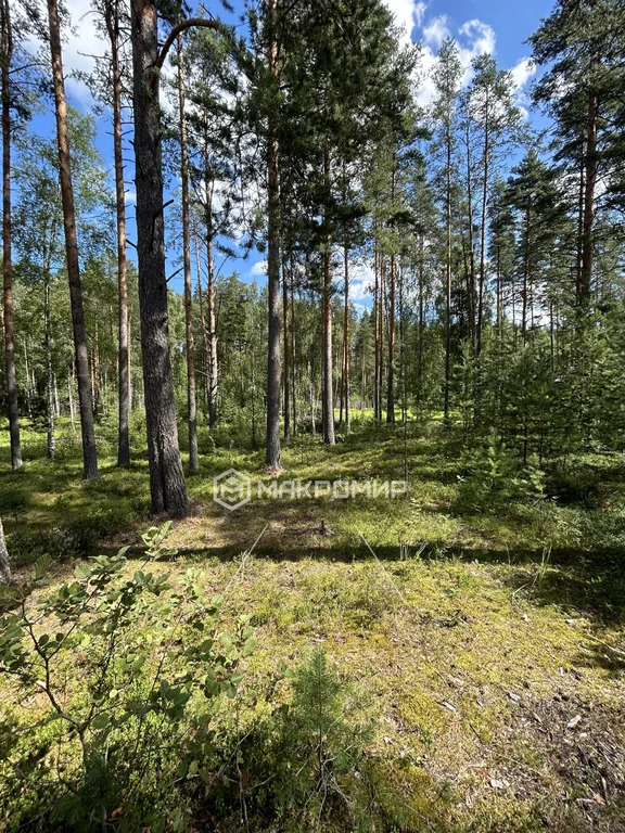 Продажа участка, Раздолье, Приозерский район - Фото 17