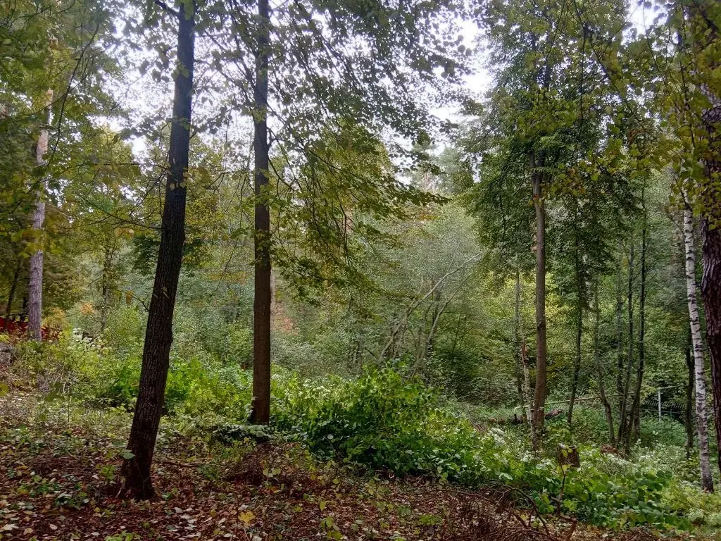 Лесной участок со склоном на Рублевке, рельефный с панорамными видами - Фото 5