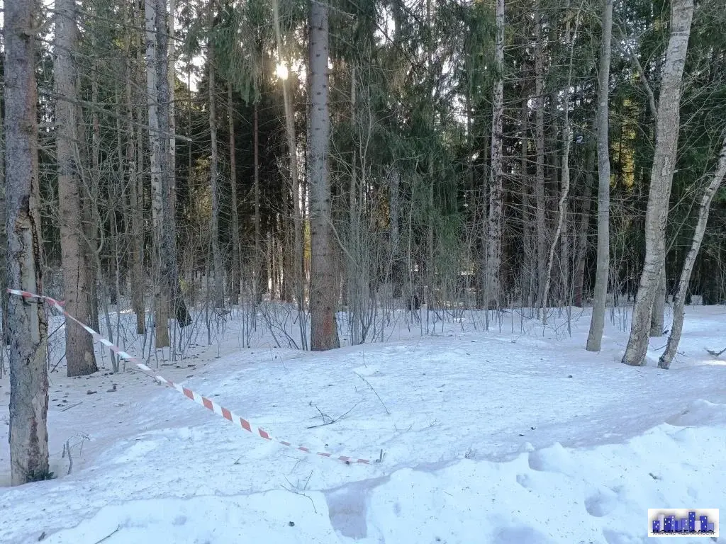 15 соток в д. Михайловка с лесными деревьями - Фото 2