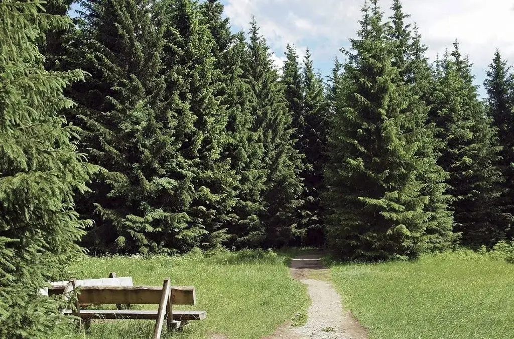 Участок на высоком берегу Москва - реки в Барвихе, Рублевка 5 км. - Фото 19