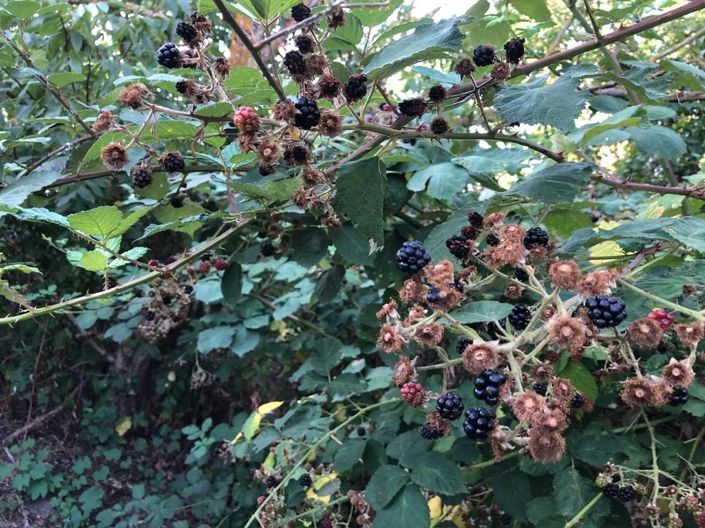 Продажа участка, Южный Склон, Темрюкский район, ул. Тимирязева - Фото 13