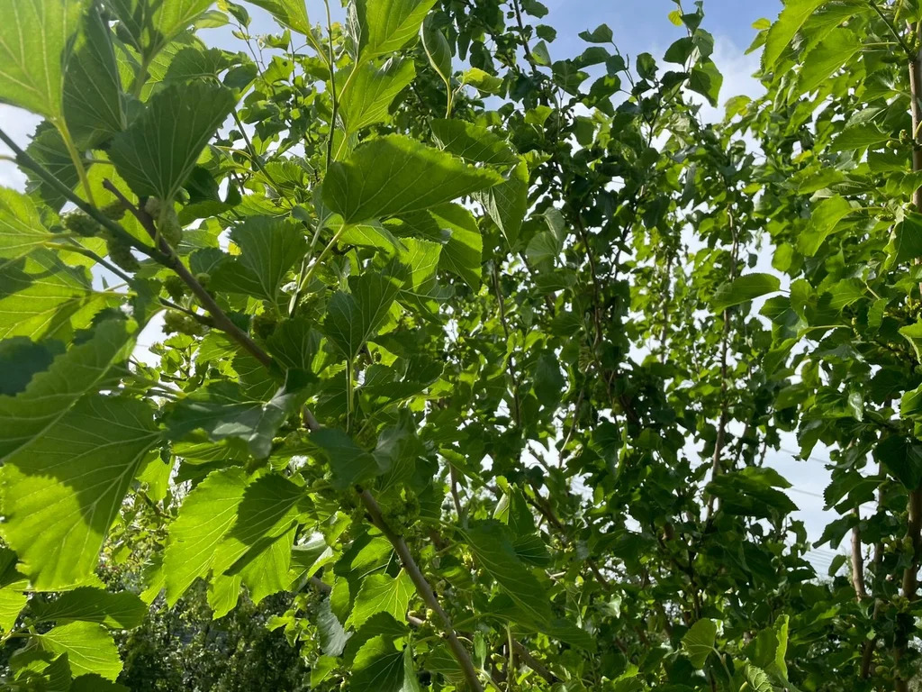 Продажа дома, Крымск, Крымский район, ул. Синева - Фото 28