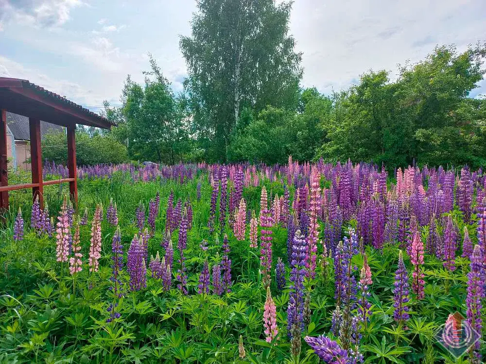 Продажа лесной дачи на 10 сот. в СНТ Порядино, Наро-Фоминский район - Фото 4