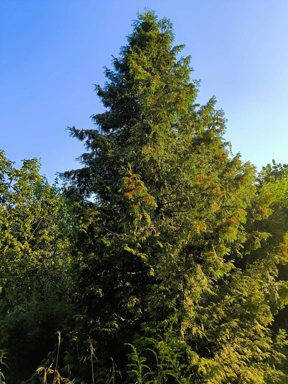 Продажа участка, Загорянский, Щелковский район, ул. Наречная - Фото 2