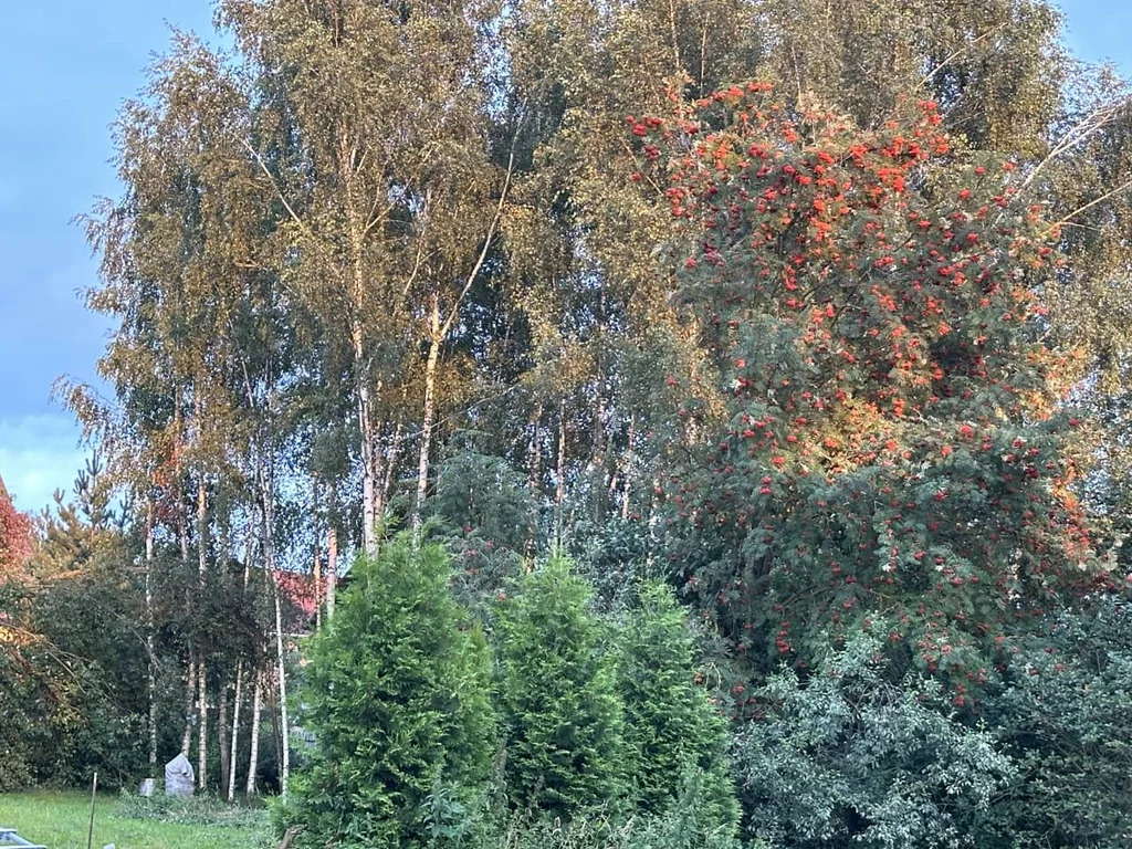 Продажа участка, Внуково, Дмитровский район - Фото 4