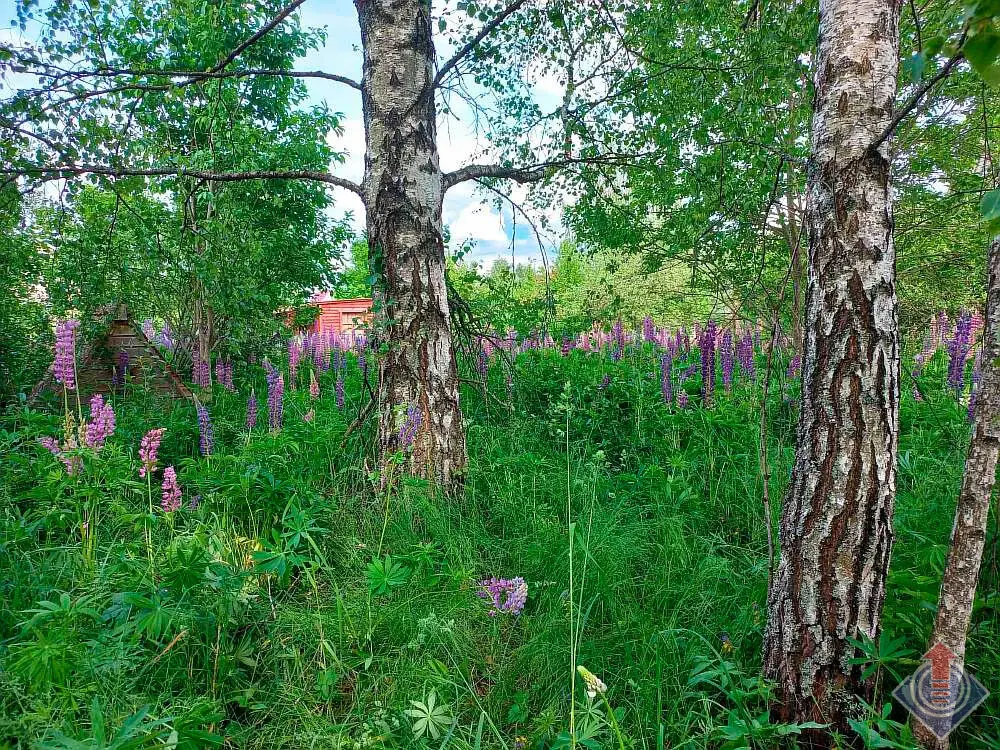 Продажа лесной дачи на 10 сот. в СНТ Порядино, Наро-Фоминский район - Фото 5