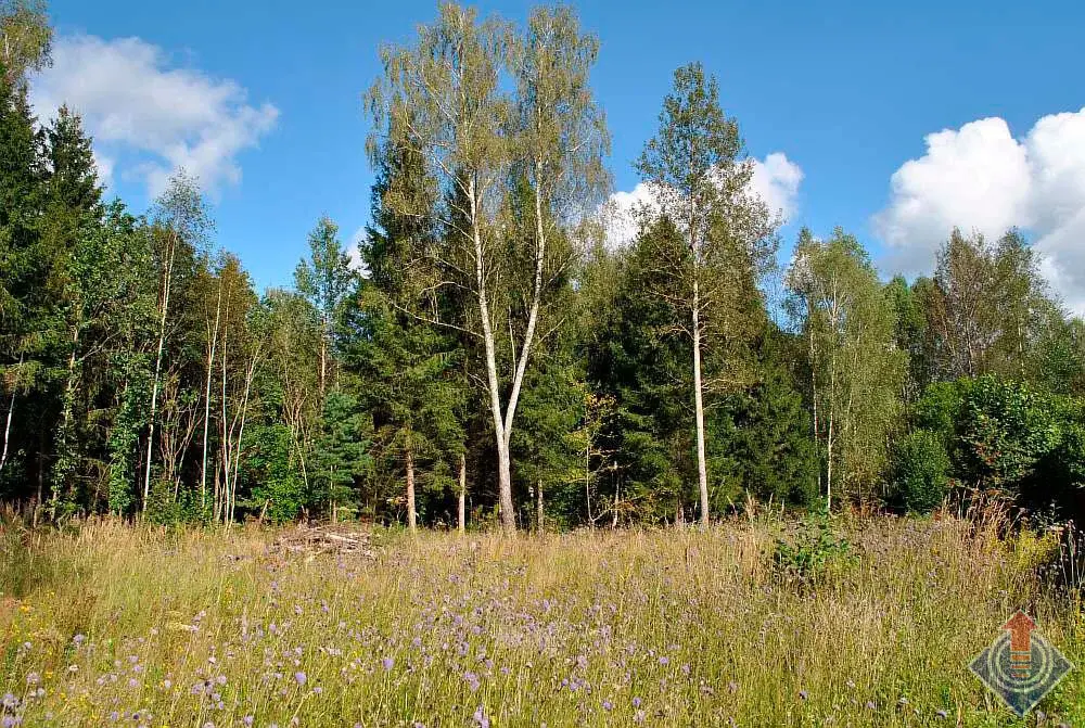 Дача в лесу на 9 сотках в СНТ Репка у д. Шапкино, Наро-Фоминский район - Фото 3
