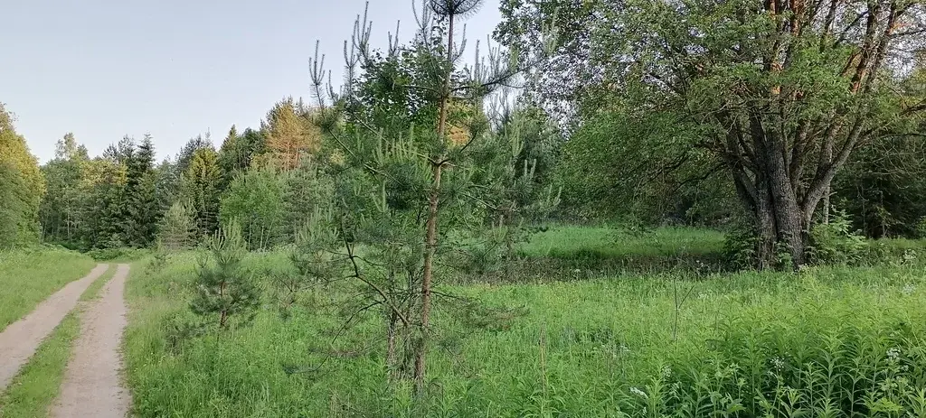 Участок в Осотно 20 соток (Новгородская область) - Фото 5