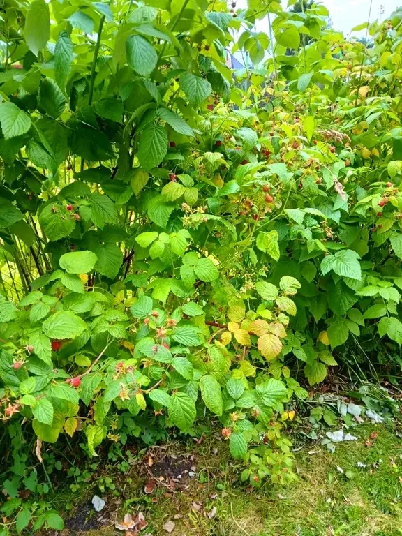 Дом в деревне Новая - Фото 19