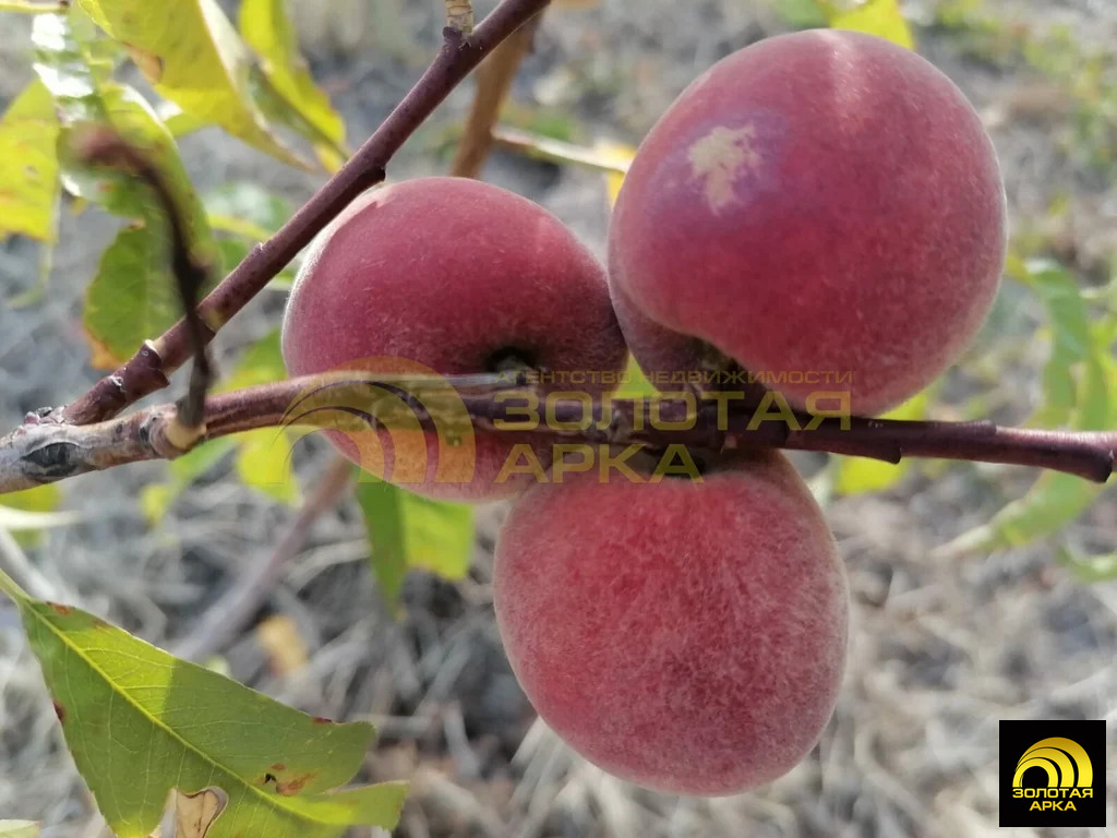 Продажа дома, Полтавская, Красноармейский район, ул. Красная - Фото 20