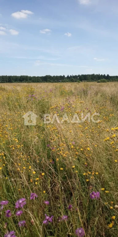 Петушинский район, садоводческое некоммерческое товарищество Сосновый ... - Фото 4