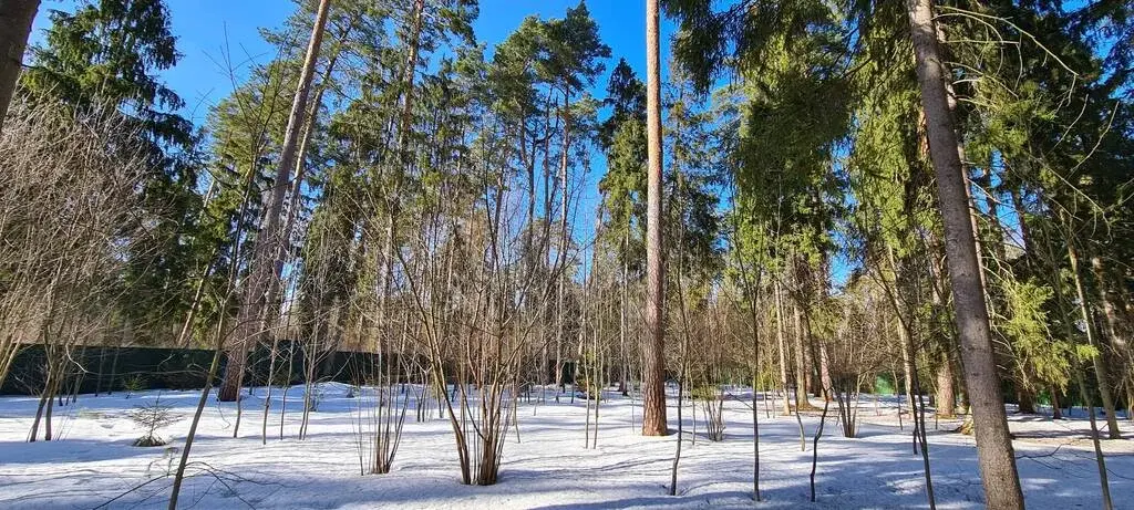Николина Гора ДПК ранис 25 соток красивого леса - Фото 2