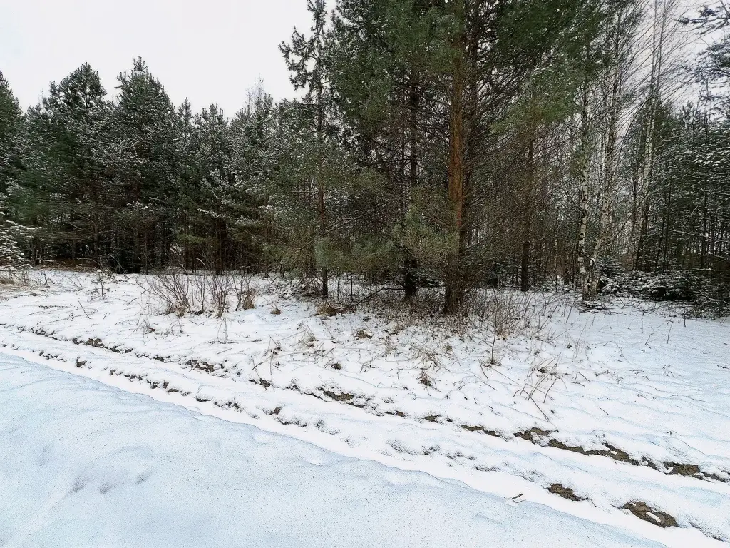 Участок в деревне Сабанино - Фото 4