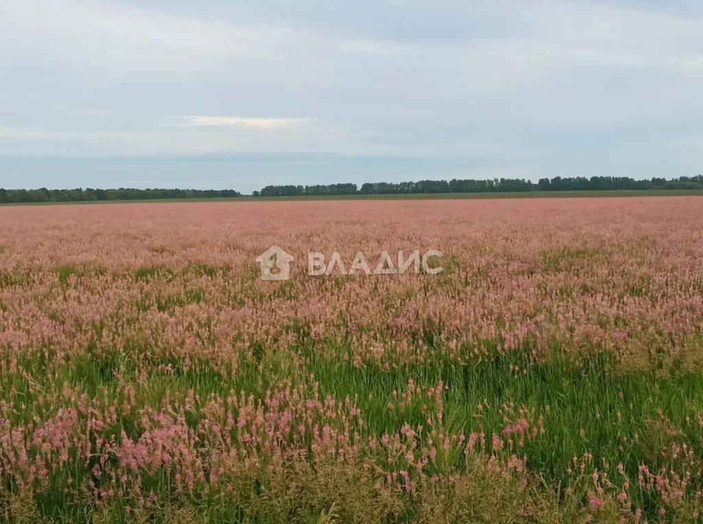 Земельный участок на продажу, Дивеевский муниципальный округ, село ... - Фото 1