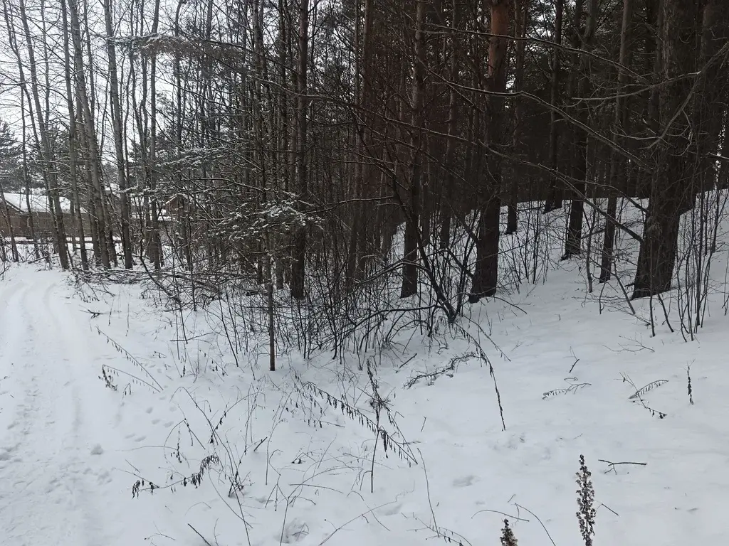 Продам земельный участок 19 соток в д.Чиверево, г.о. Мытищи - Фото 7