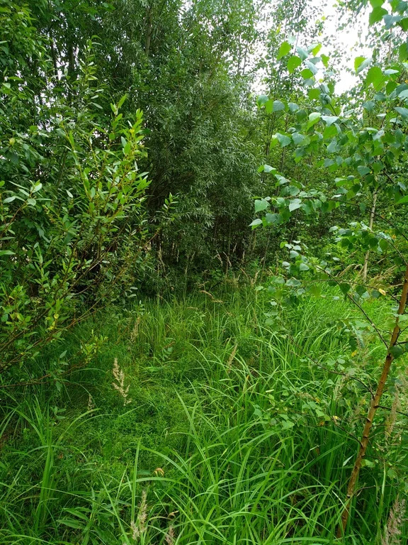 Продажа участка, Владычино, Волоколамский район - Фото 4