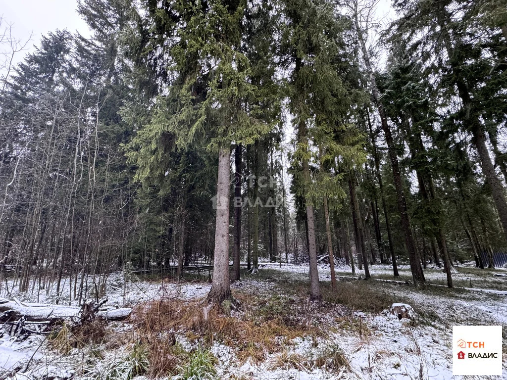 Продажа участка, Могильцы, Лотошинский район - Фото 6